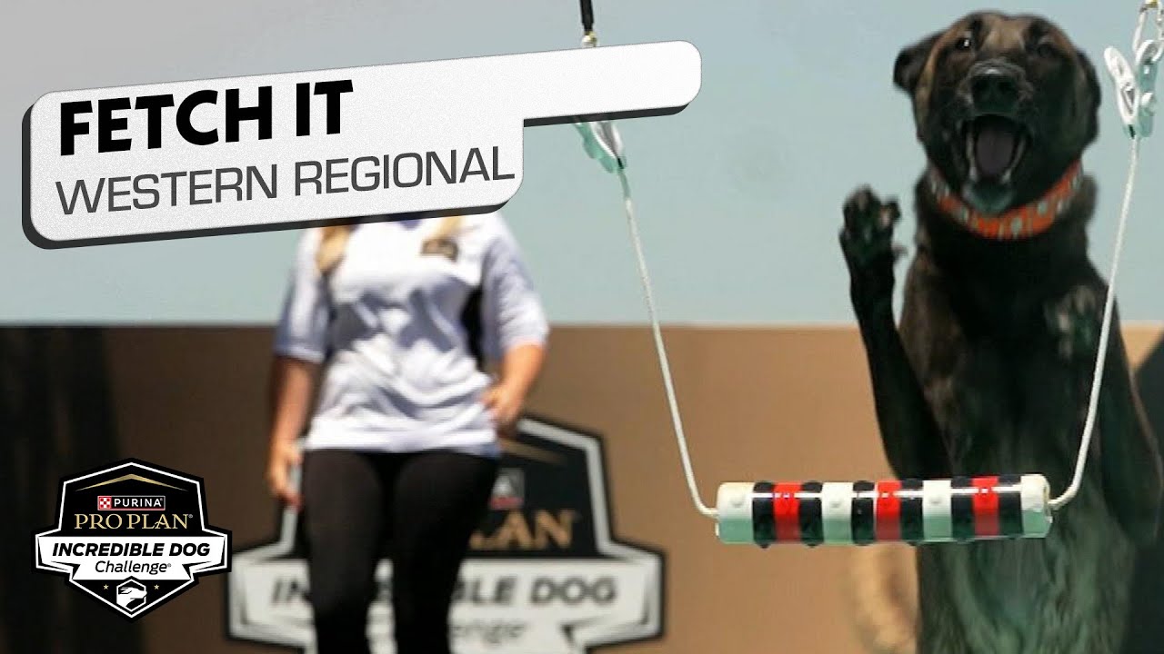 Incredible Dog Challenge: Fetch It Western Regional | NBC Sports