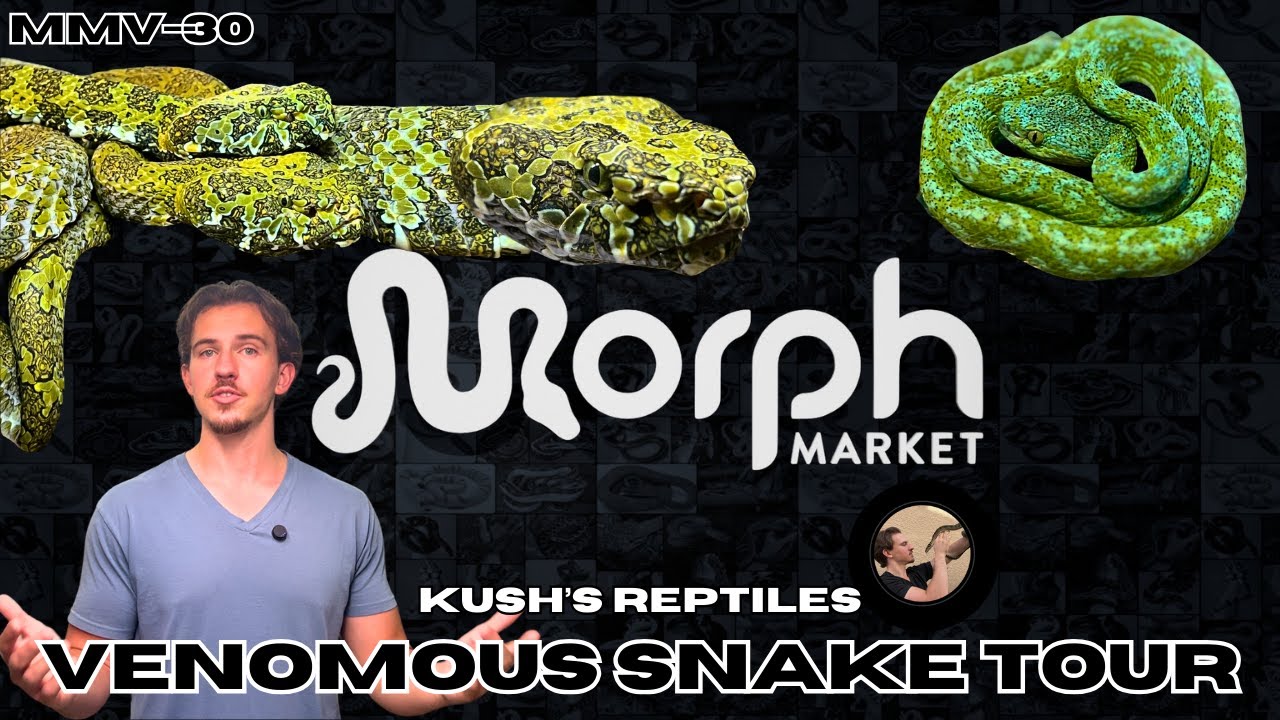 Deep Dive Look Into Steven Kush's Venomous Reptile Collection MUST SEE!