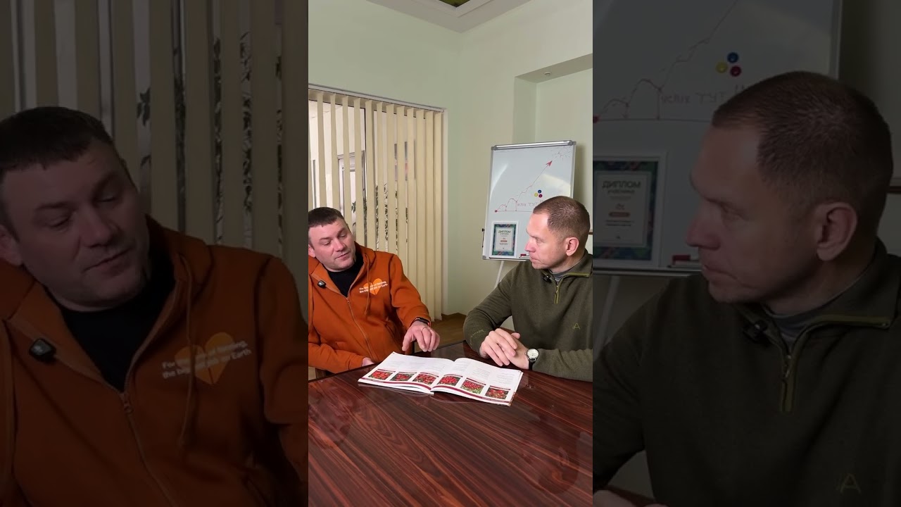 Томати для промислового вирощування — від ранніх гібридів до високоврожайних сортів