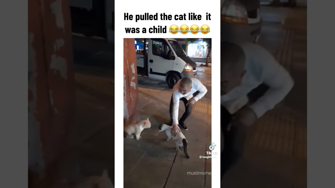 Turkish men stop the cat fight 😂