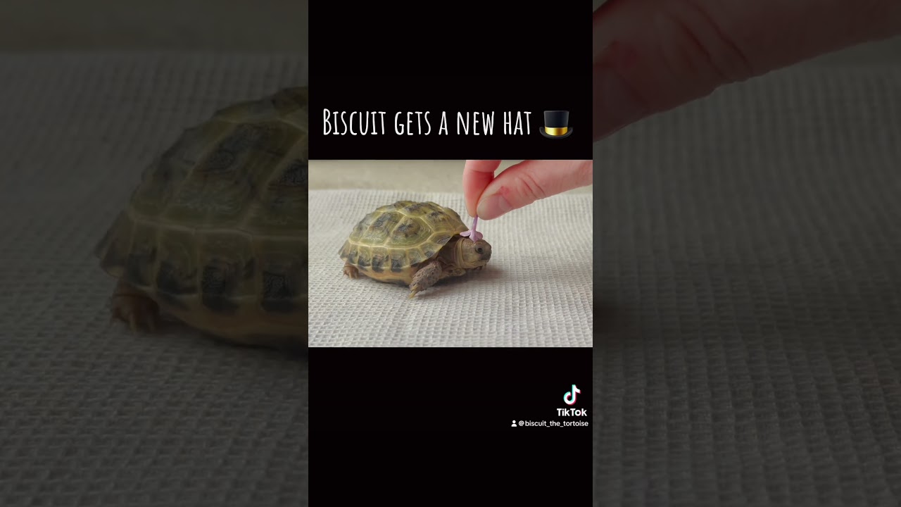 Cutest tortoise video! 🥰🐢 #tortoise #cutepets #cutetortoise