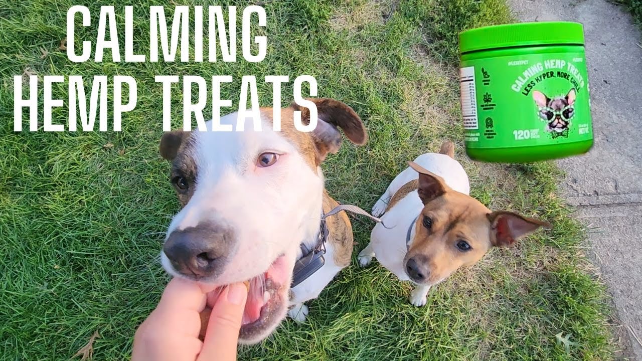 Calming Hemp Treats for Dogs | Do they work?