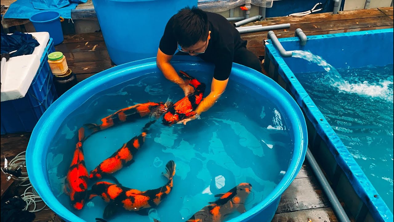 C&aacute;ch Chọn Một Em C&aacute; Koi Cọp Đỏ (Hi Utsuri) Đẹp