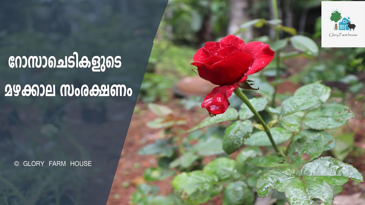റോസ് ചെടികളുടെ മഴക്കാല സംരക്ഷണം | Rose Plants Monsoon Care