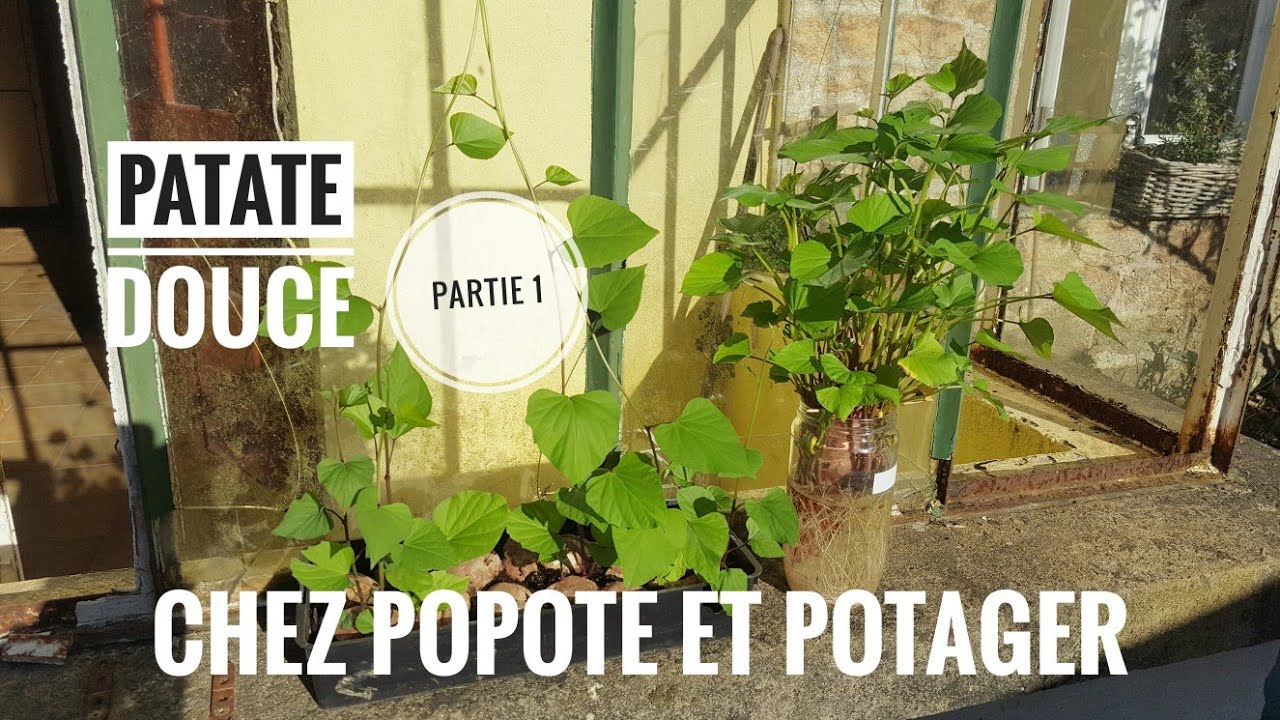LA CULTURE DE LA  PATATE DOUCE🍠. PARTIE 1- LA GERMINATION