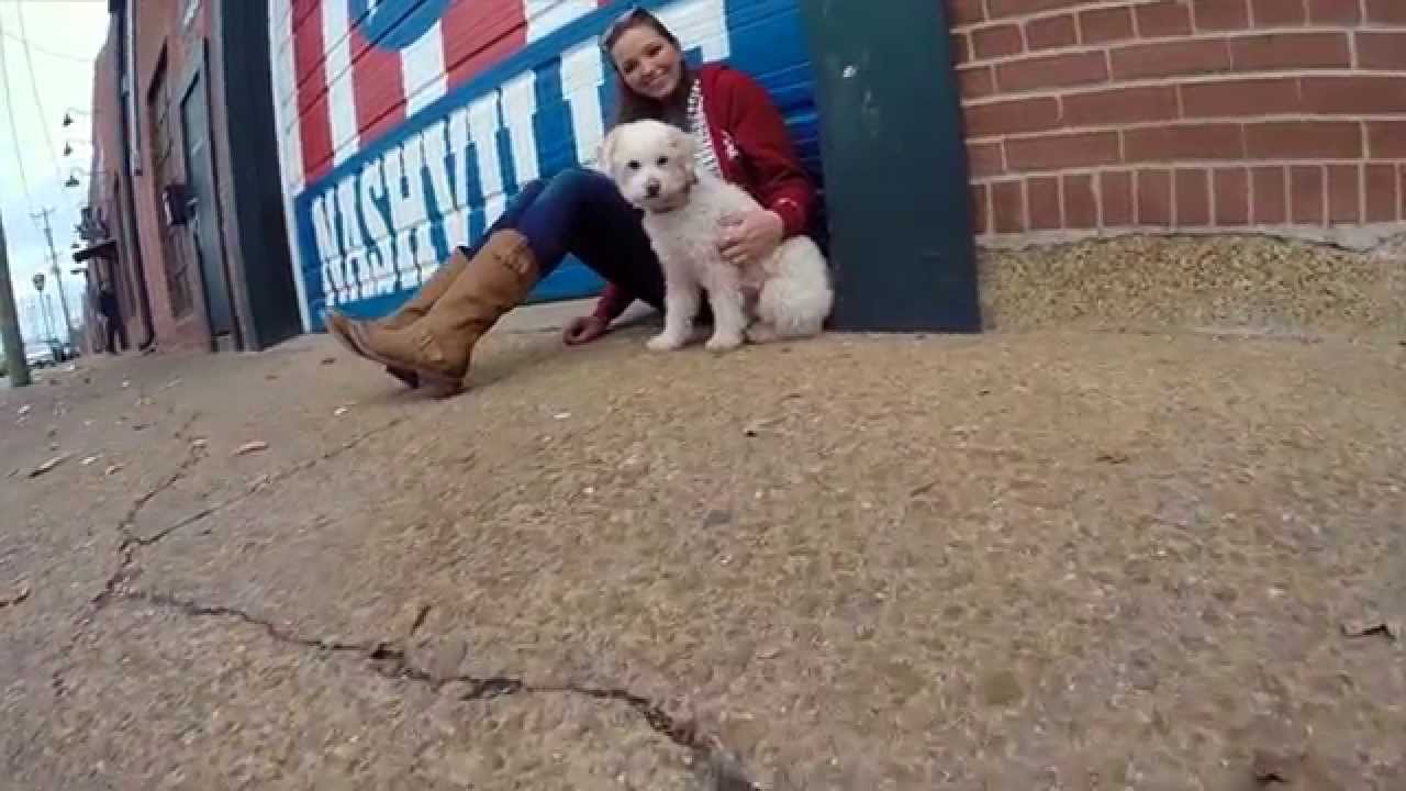 Adventures with Maggie and Whistle: Nashville, TN