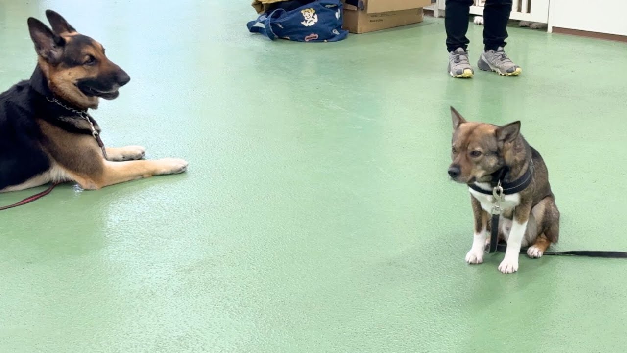 今日も集中力を発揮するチャーリー＆念願の中庭へ