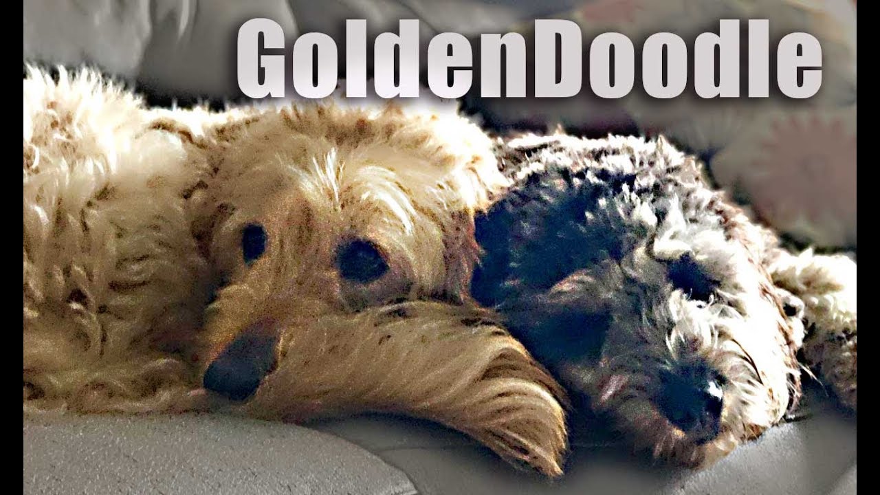 You DON'T have to shave your GOLDENDOODLE!