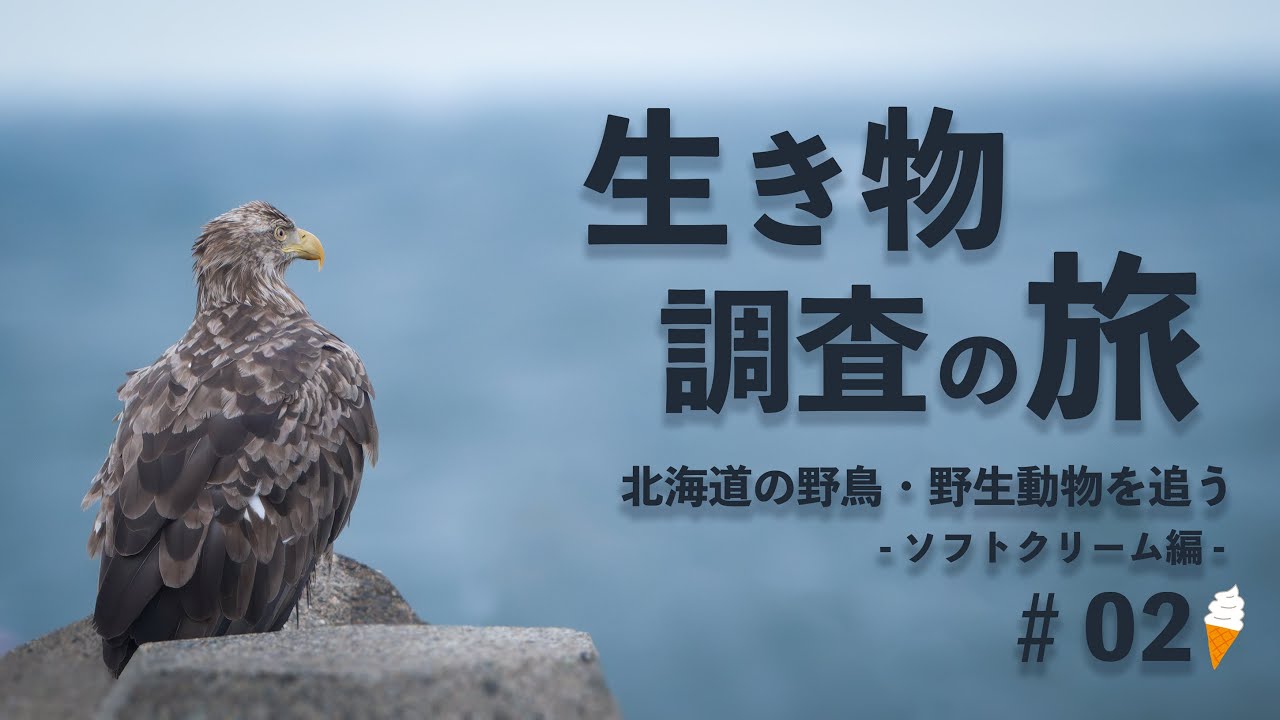 【後編】北海道の野鳥 野生動物を追う旅 「ひがし北海道ソフトクリームパス」を使ったスイーツめぐり 2024.8 Hokkaido Wildlife Birds
