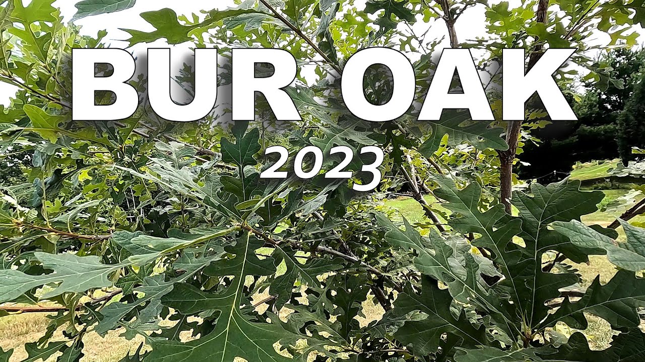 Середина лета 2023 г. Взгляните на Бур-Оукс