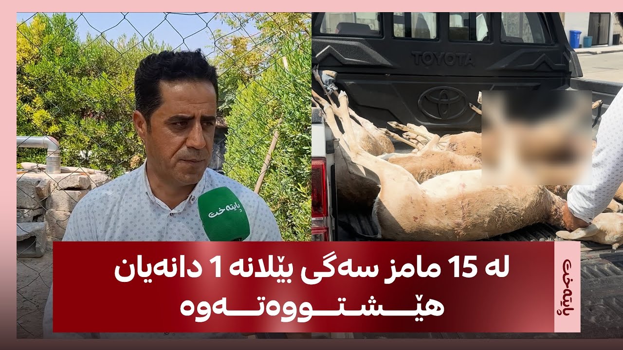 سەگی بێلانە پەلاماری 15 مامزی هاووڵاتییەکیان داوە و 14ـیان لێ خنکاندووە؛ ساتی ڕووداوەکە ببیستە