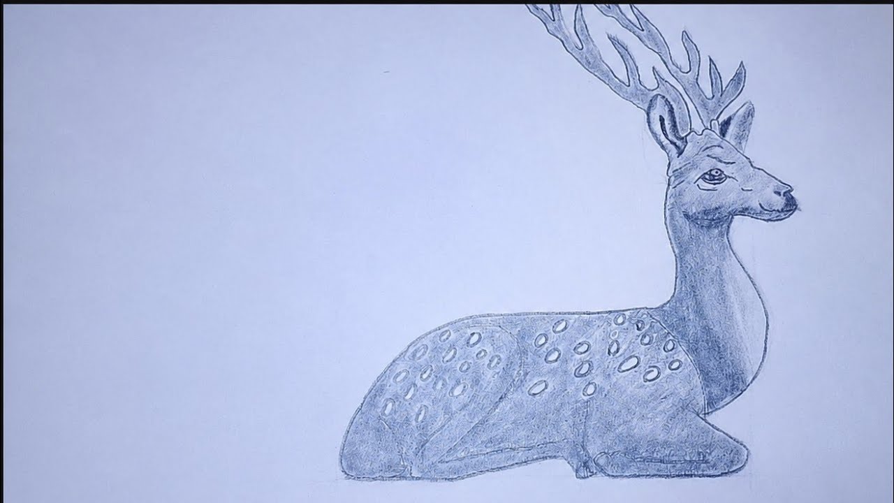 How to draw a deer step by Step 