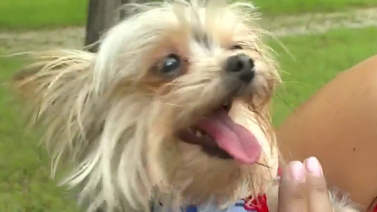 Camping with pets | SA Live