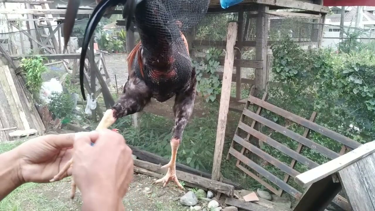 Asintang Dekalibre