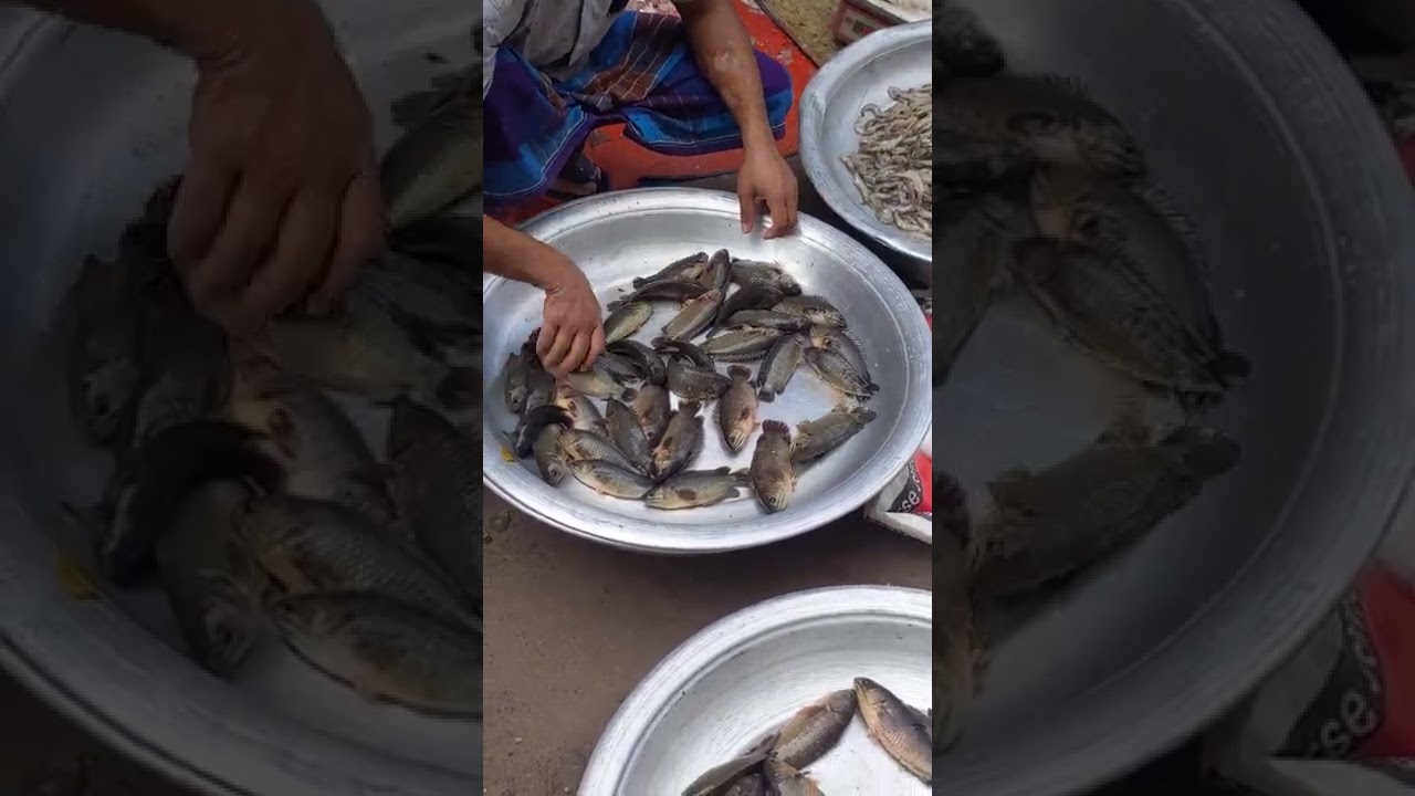 Anabas fish at fish market