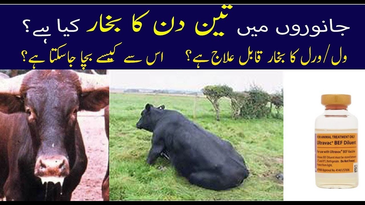 Bovine Ephemeral Fever (BEF) || 3 DAYS SICKNESS || DR.SAJID