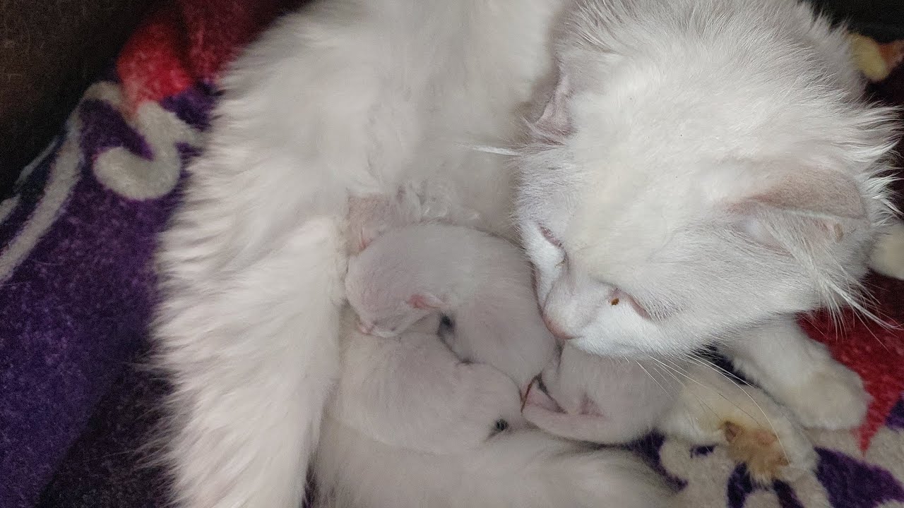 3 days old newborn kittens