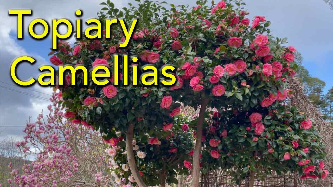 How To Prune Camellias into Topiary Balls - Japanese 'Niwaki Style' Cloud Pruning Tutorial.