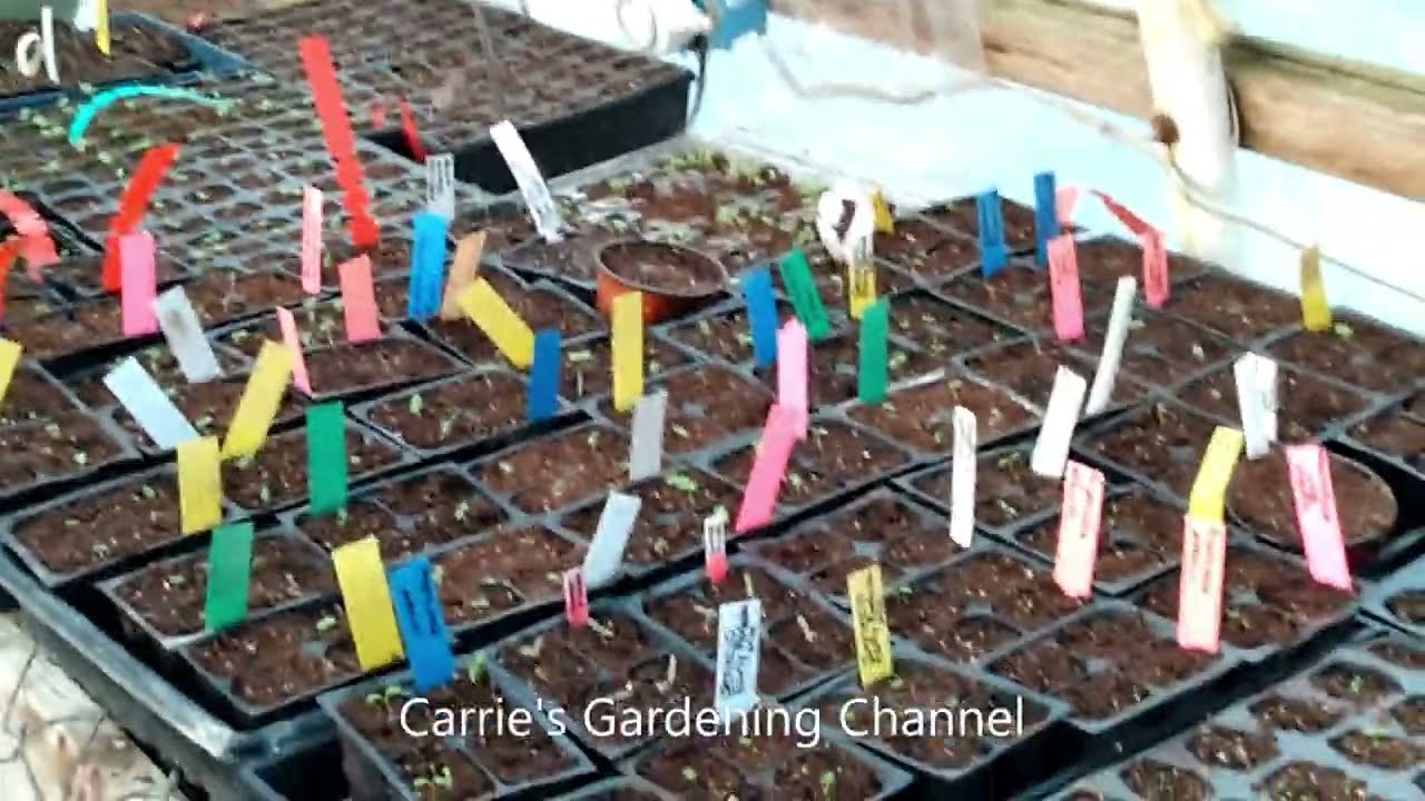 How To Grow English Daisies From Seed, English Daisy Seedlings