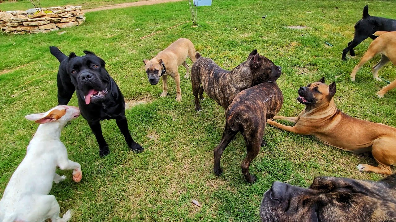 Training 15 dogs at once with NO treats