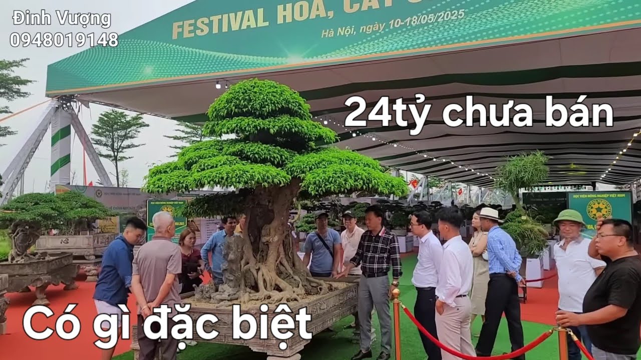 Mọi người vây kín cây sanh 24 tỷ chưa bán có gì đặc biệt ?..