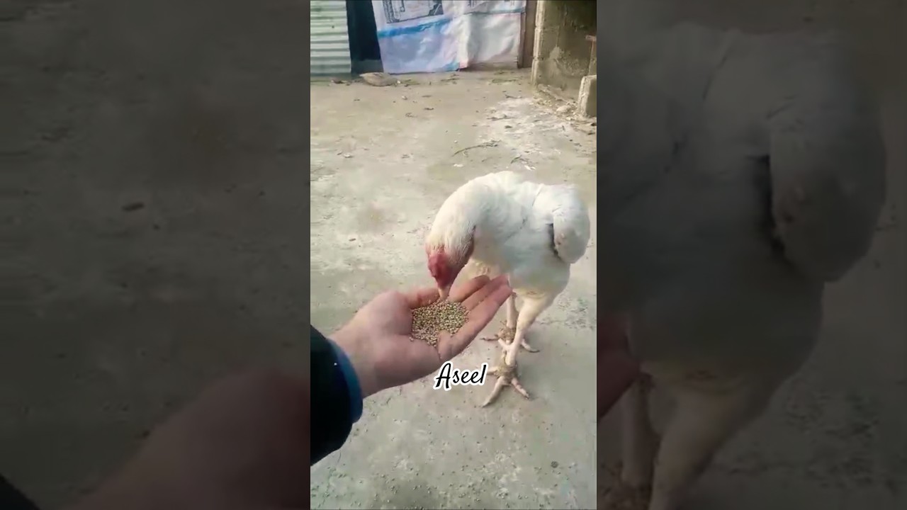 White 🤍 Aseel 🥀😍 #aseelmurga #birds #shorts 🥀