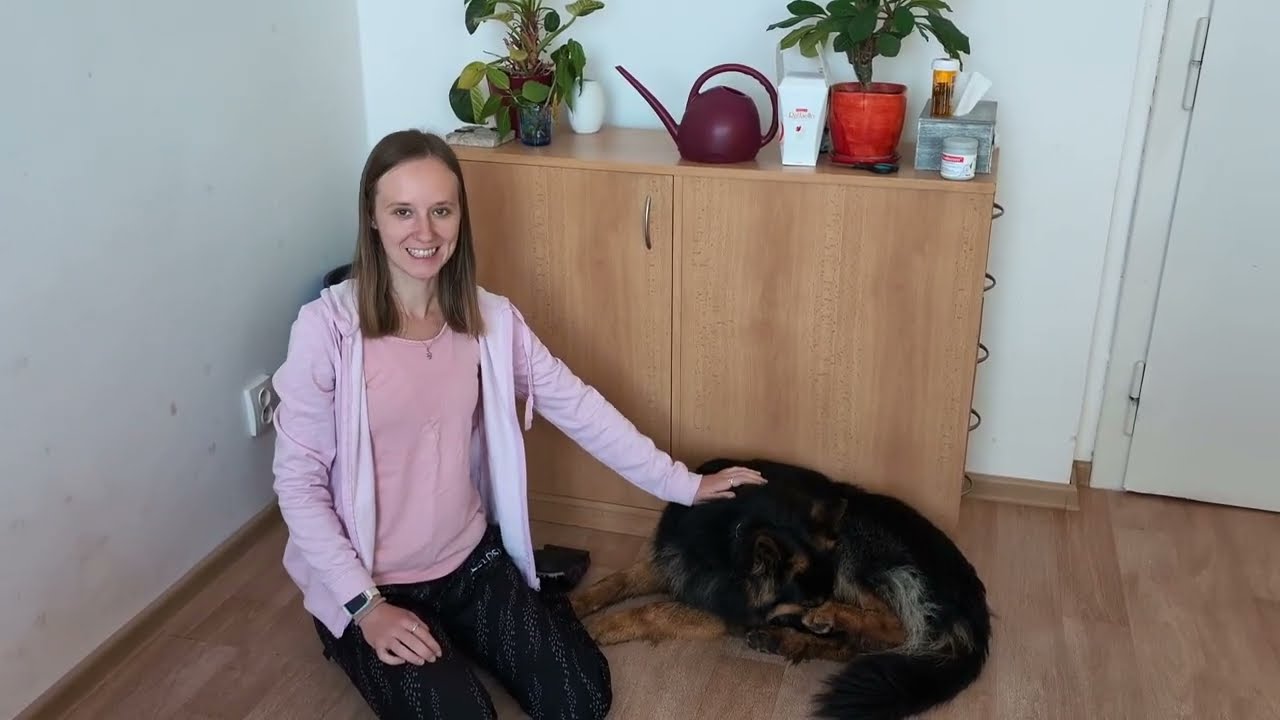 Jak psovi čistit zuby: jak ho na to navyknout i jak správně čistit