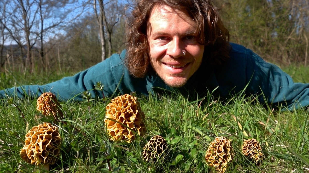 Speisemorchel-Eskalation und Spargel des Waldes - Pilze & Wildkr&auml;uter  im April 2026