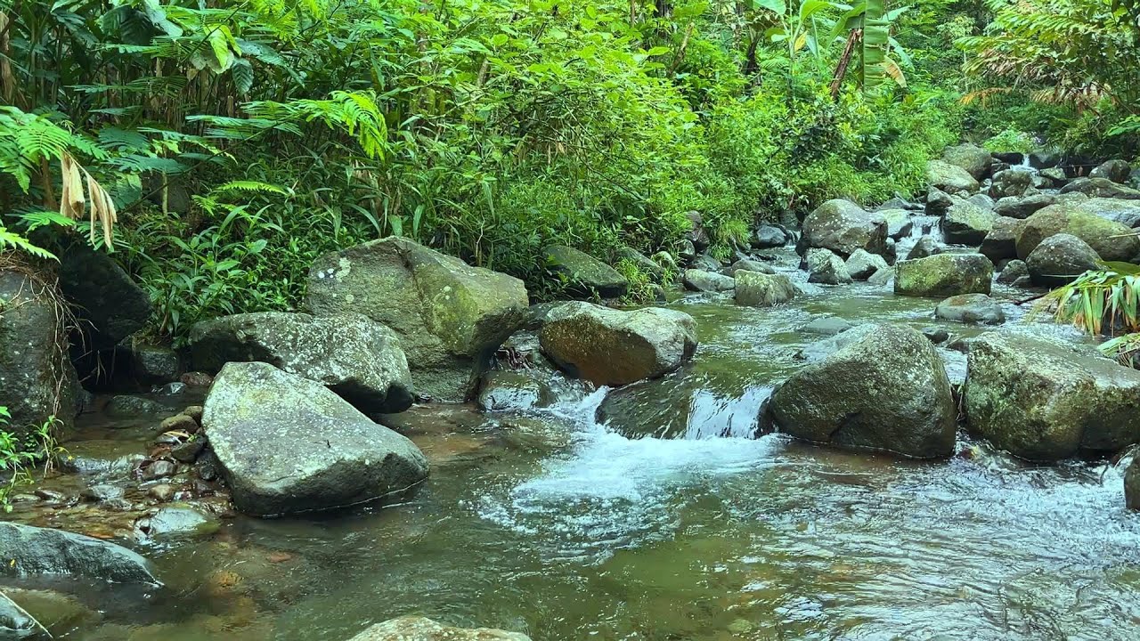 Mountain Forest River & Birds – Relaxing Nature Sounds for Sleep, Study, Focus & Meditation