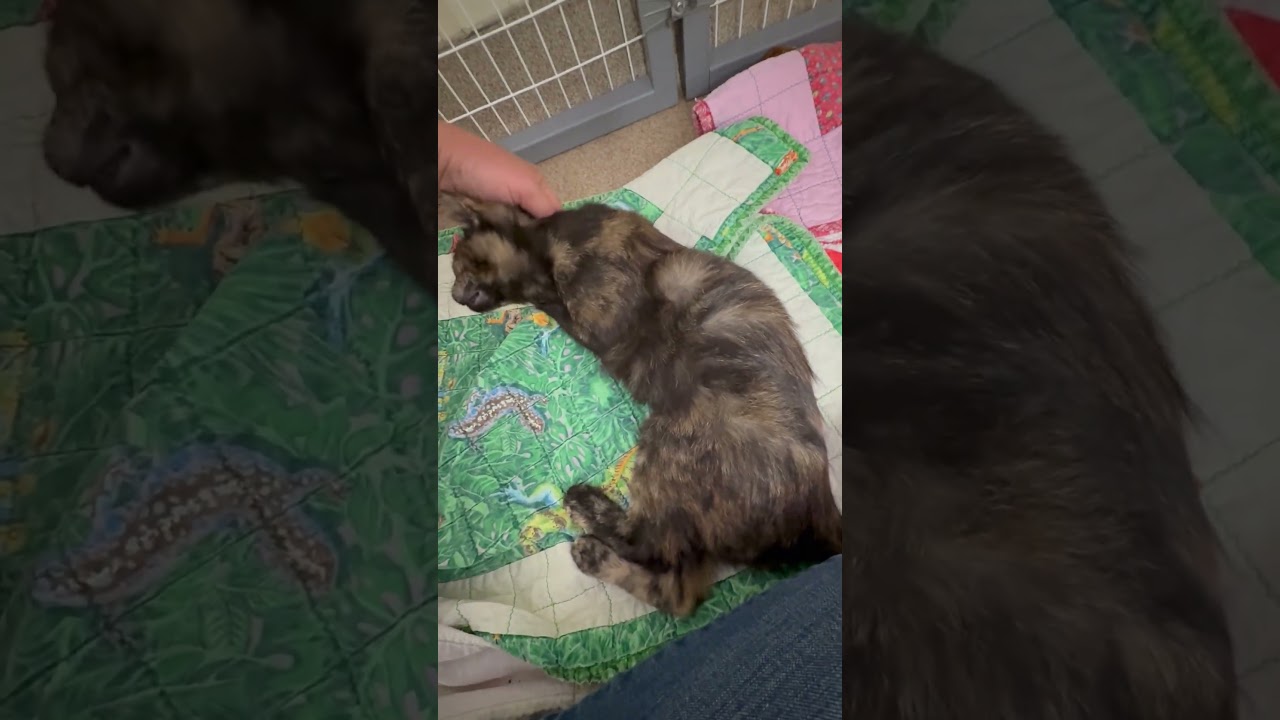 ADOPTED! Frazzle - friendly little sweetheart!