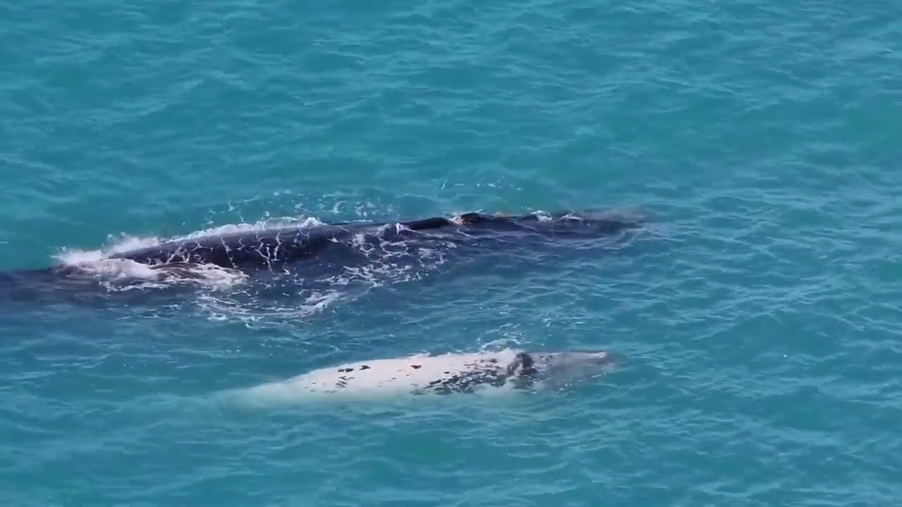 Bremer Bay Orca Road Trip