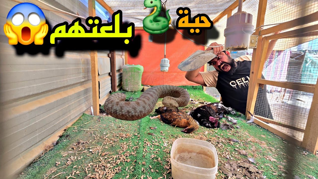 ضهور افعة 🐍داخل المزرعة😱
