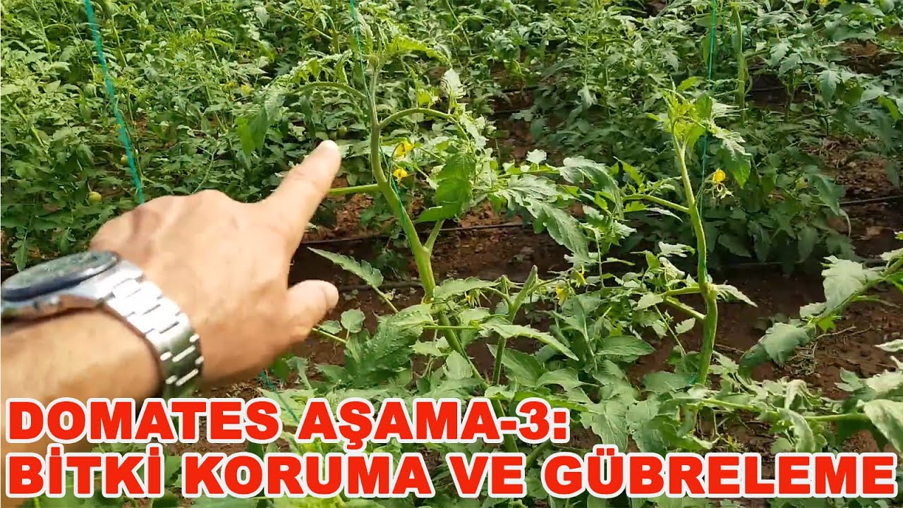 DOMATES AŞAMA  3 BİTKİ KORUMA VE G&Uuml;BRELEME (164)