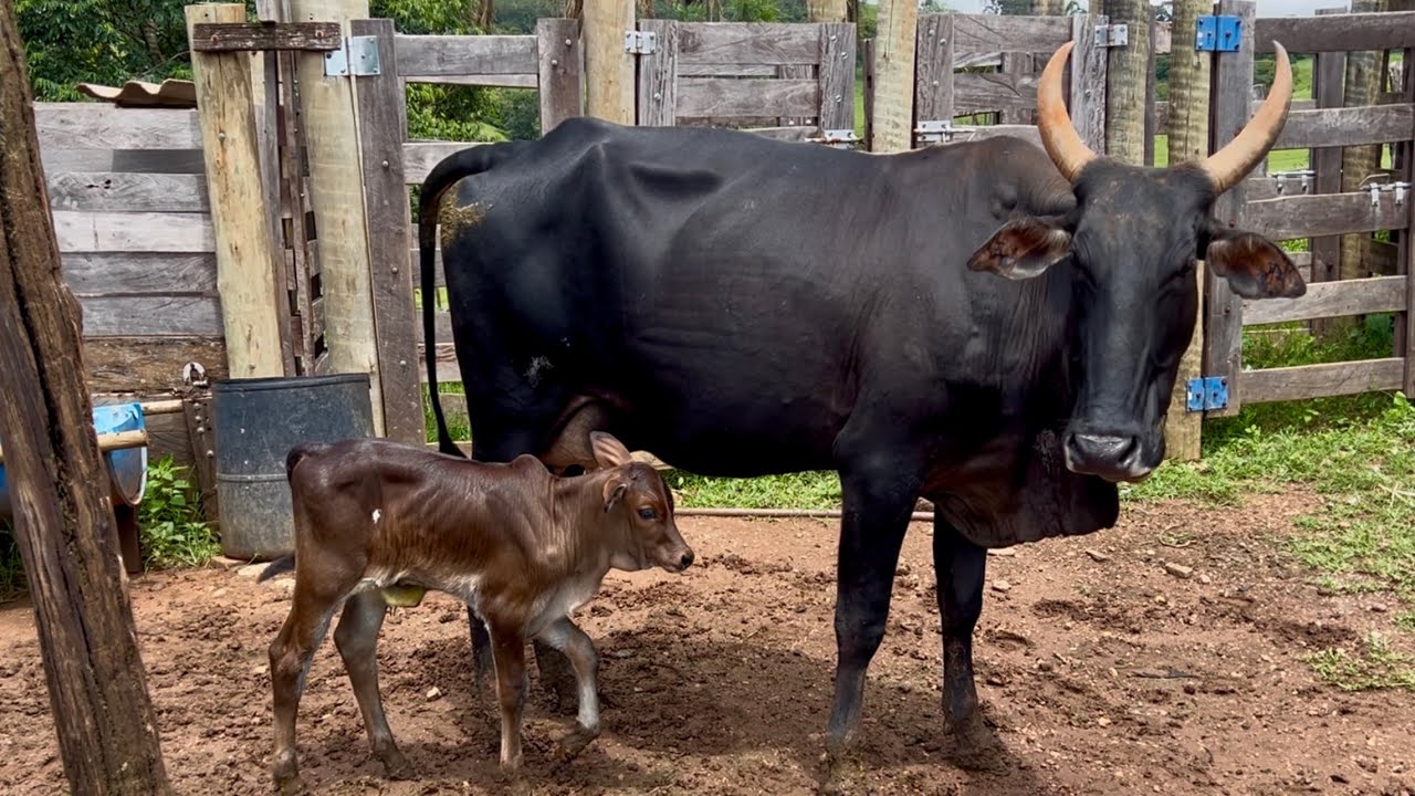 Vaca Meia lua pariu um bezerrão lindo 