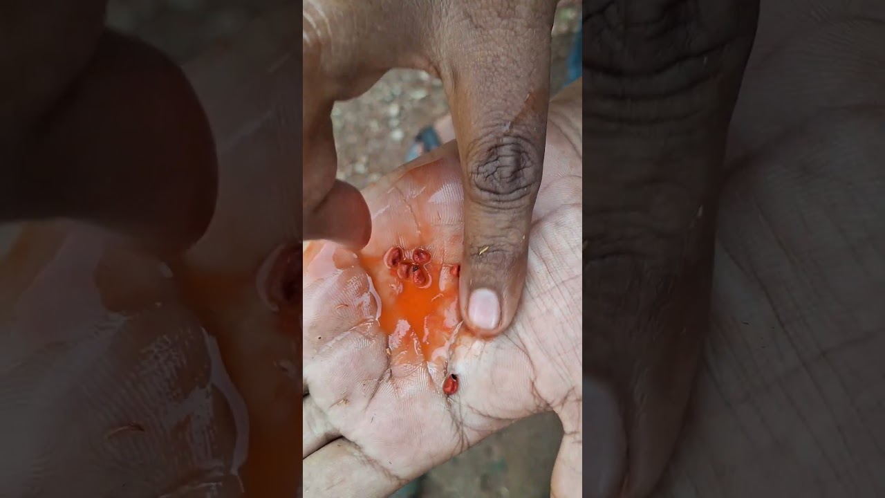 शेंदरी | Anatto 