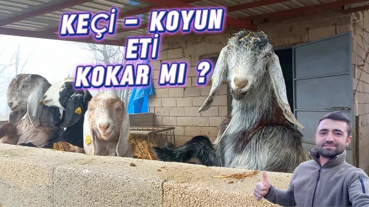 KÜÇÜKBAŞ ETİ KOKAR MI | KOYUN ETİ KOKAR MI | KEÇİ ETİ KOKAR MI