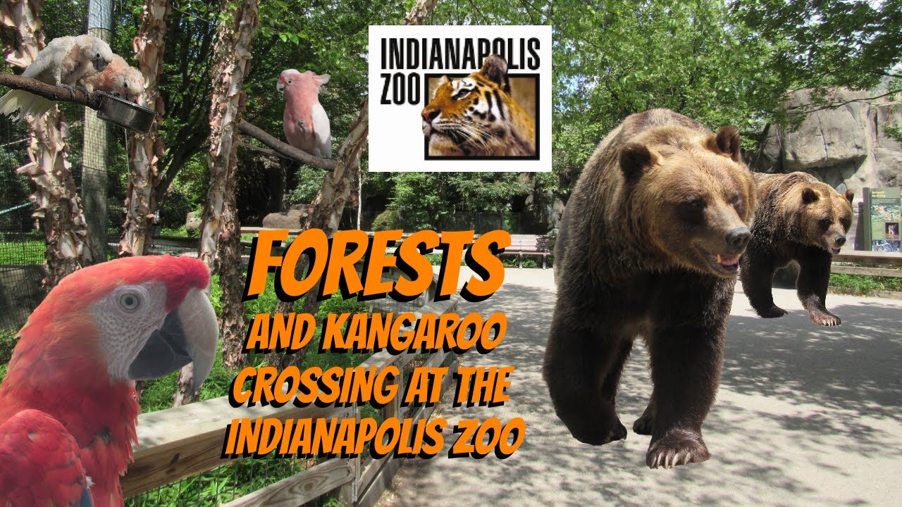 Forests at the Indianapolis Zoo | Exhibit Tours Ep. 12