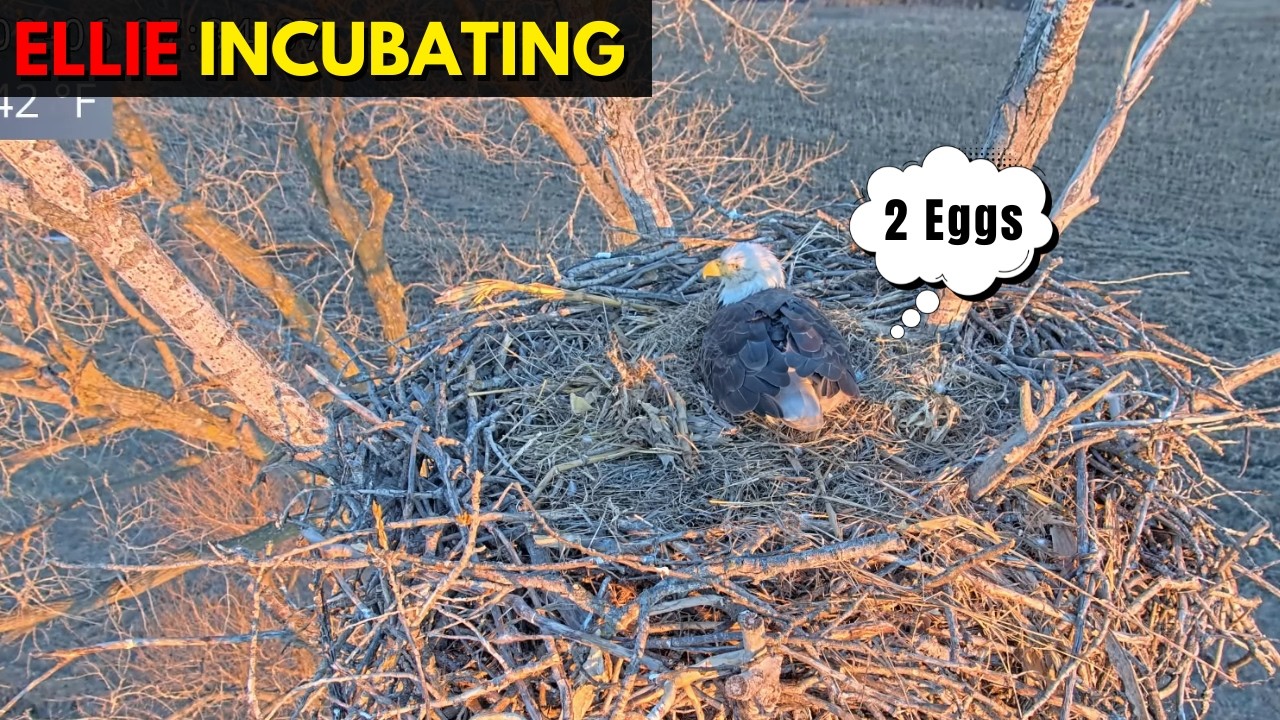 Bald Eagle Mom Incubating Eggs | Kansas Eagles Ellie & Harvey Nest Cam February 2026