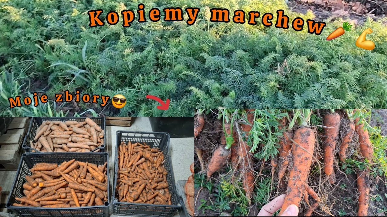 Ostatni zbiór czyli wykopki marchewki🥕🔥dużo towaru😎😉praca do nocy🌙 