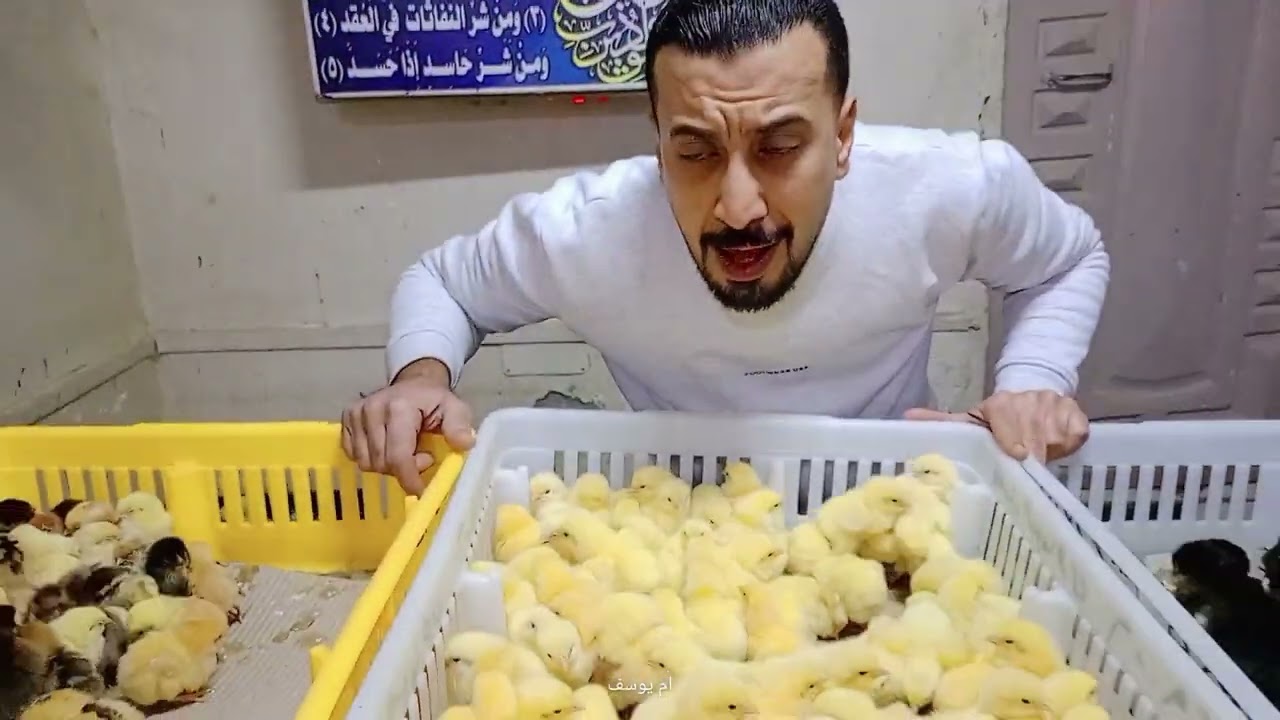 اسعار الكتاكيت والبط اليوم في معمل البرماوى 2/3