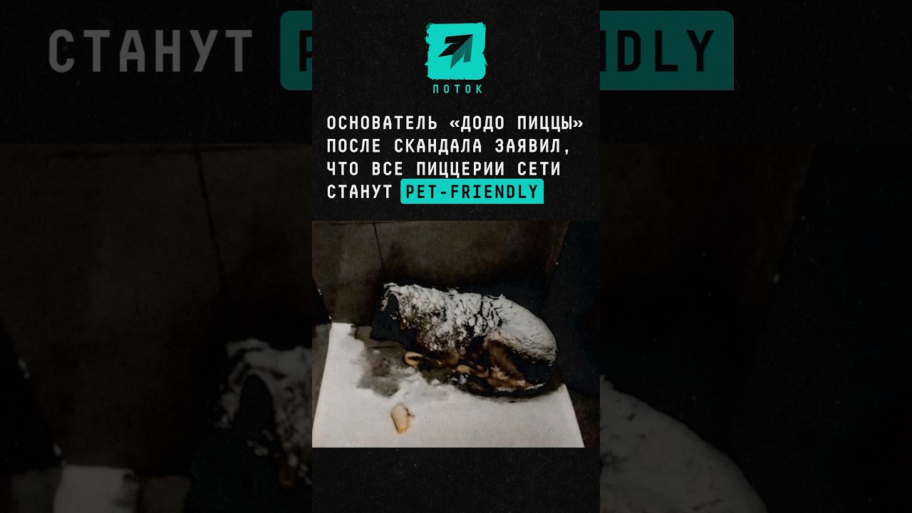 Основатель &laquo;Додо Пиццы&raquo; после скандала заявил, что все пиццерии сети станут pet-friendly #додопицца