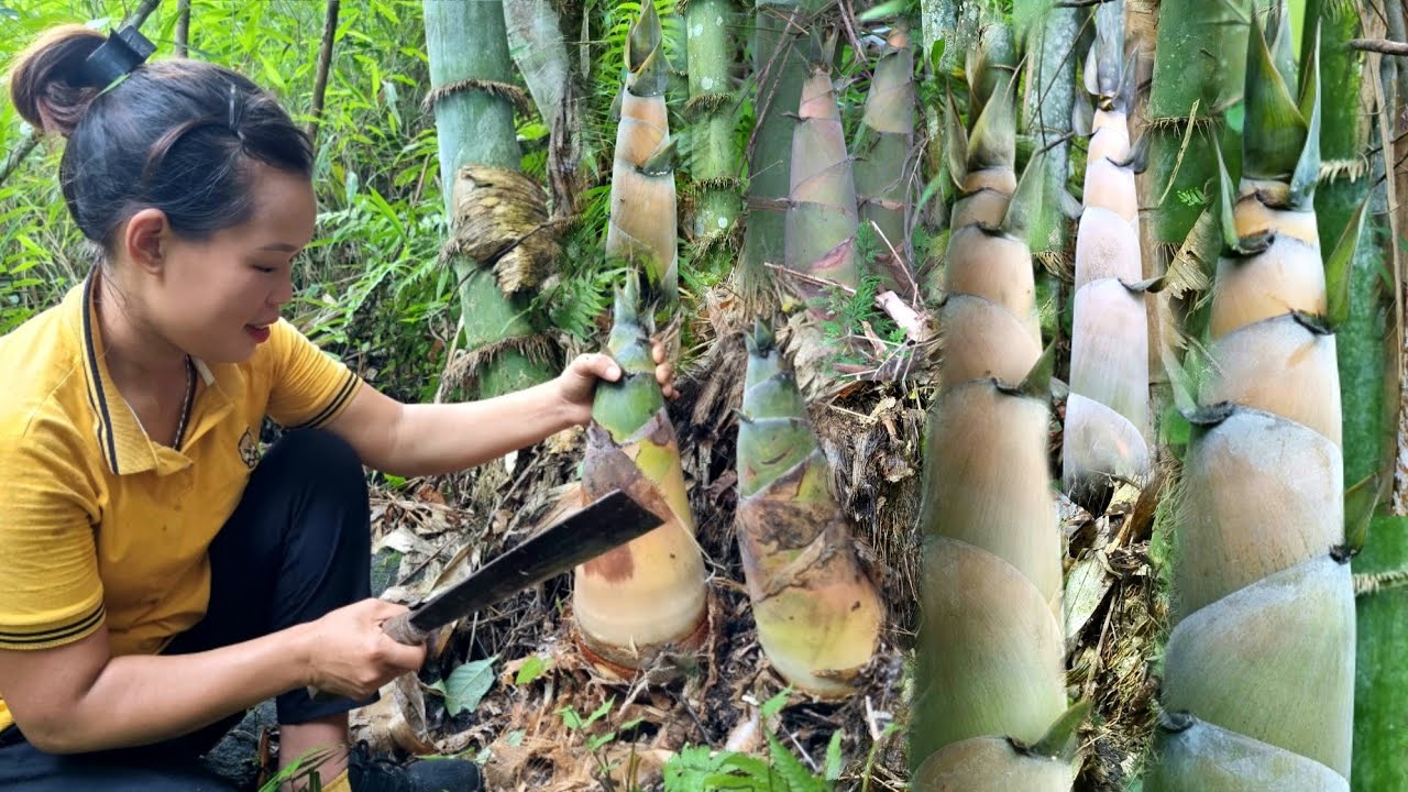 Full video: Harvest Pumpkins, Fire ball, Turmeric, Dragon Fruit, Bamboo shoots Go to market to sell