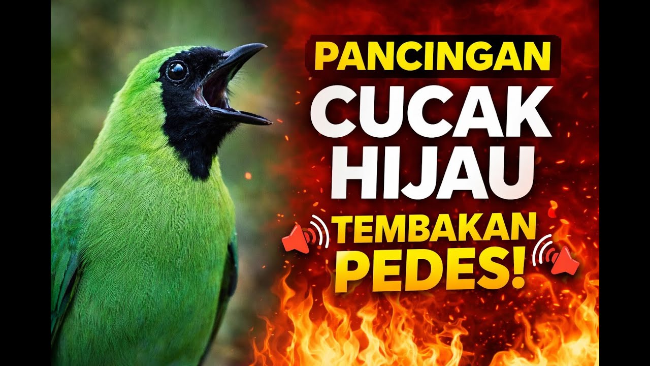 Pancingan Cucak Hijau Tembakan Pedes | Gacor, Ngalas, Bikin Mental Naik