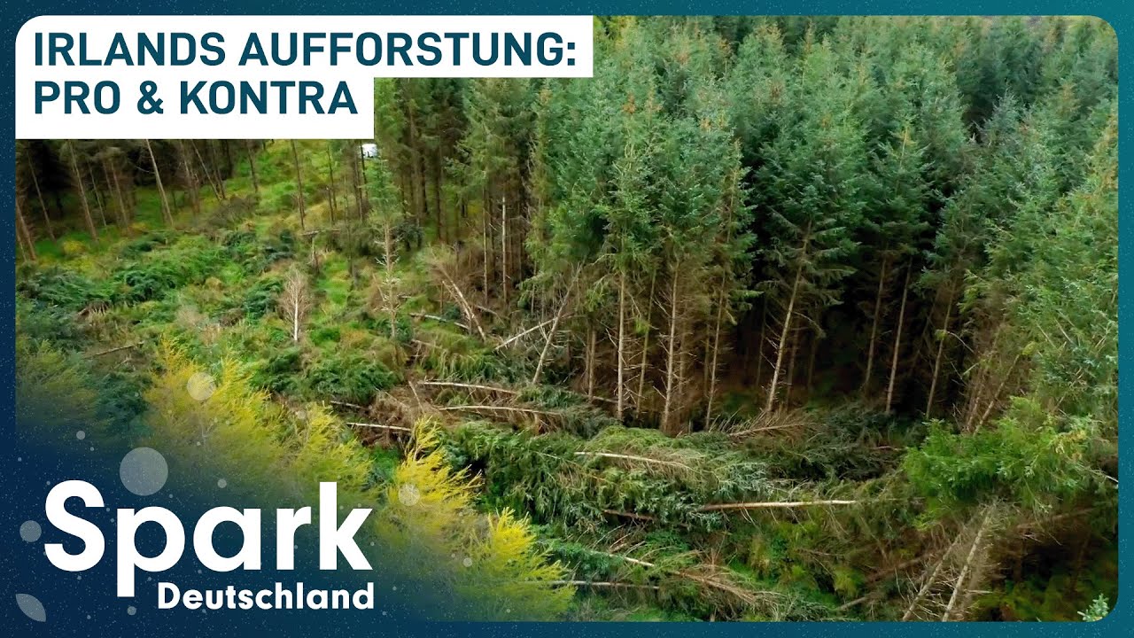 Megaprojekt Aufforstung: Segen oder Fluch?