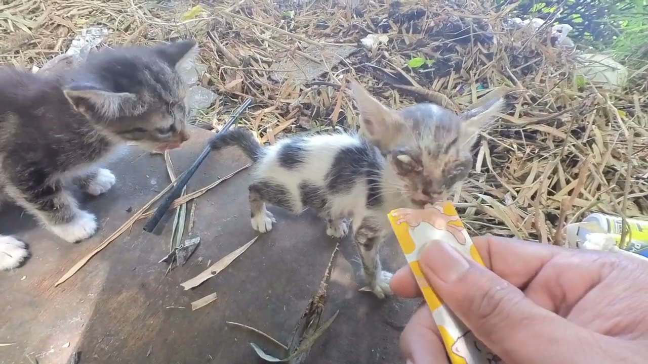 Anak kucing terlantar masih kecil banget emaknya teledor nih  kasihan