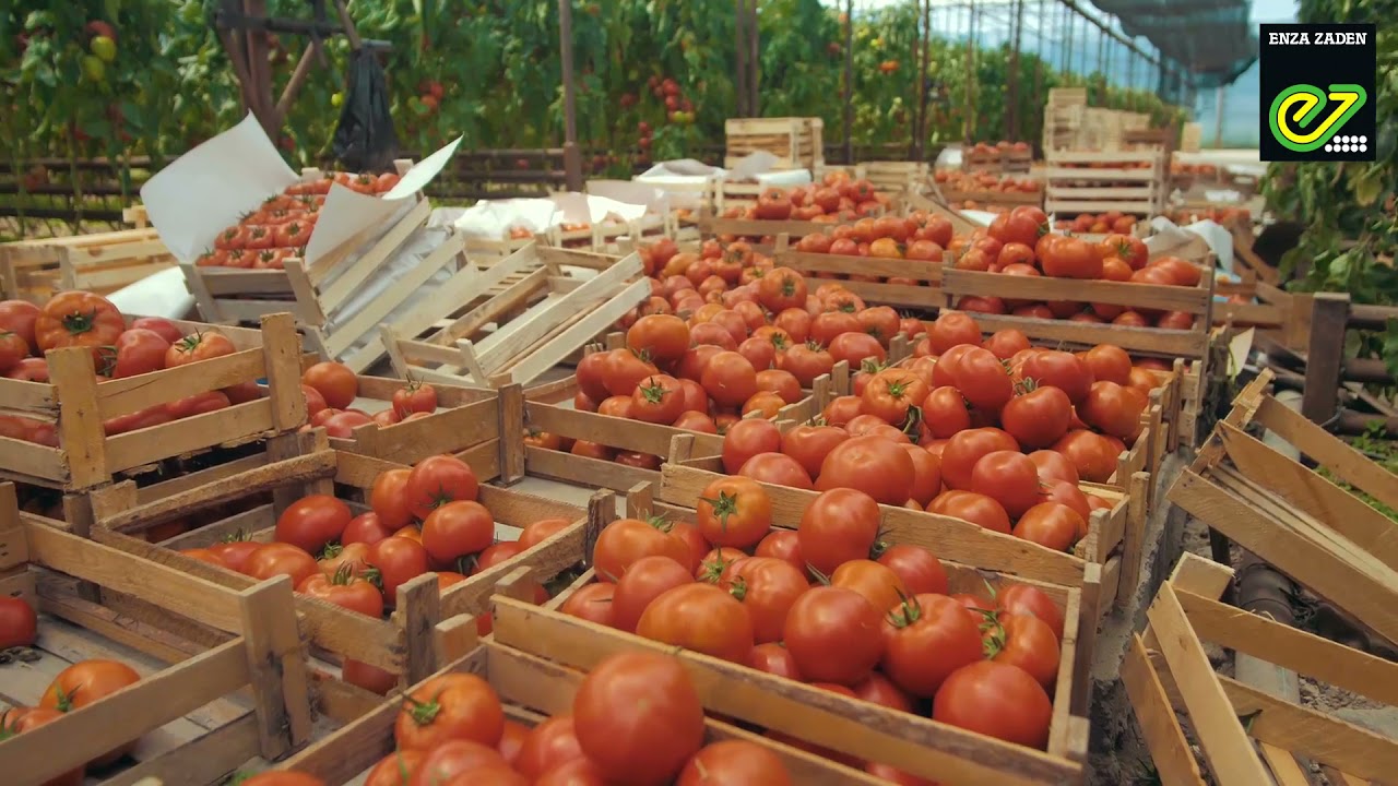 Лиденза F1_Гибрид томата_Enza Zaden Kazakhstan