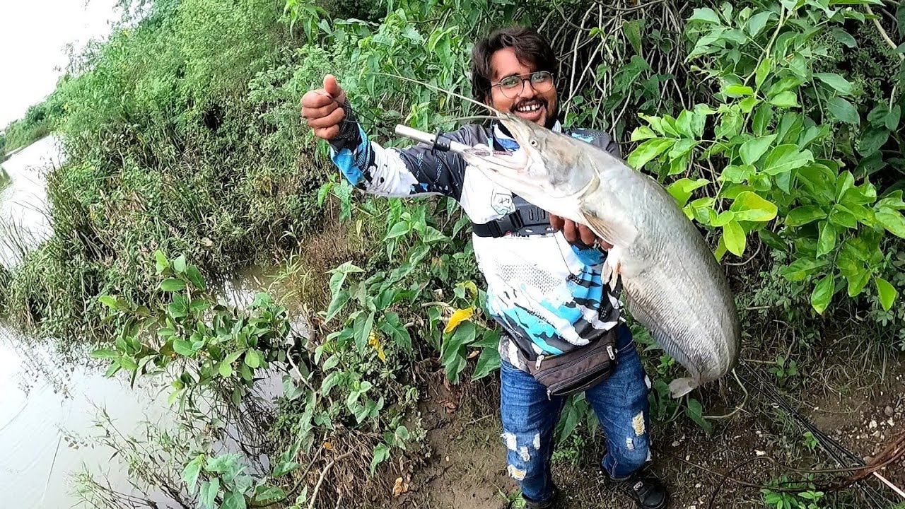 हजारो मे एक सुनेहरी पाडीन GOLDEN PADAN