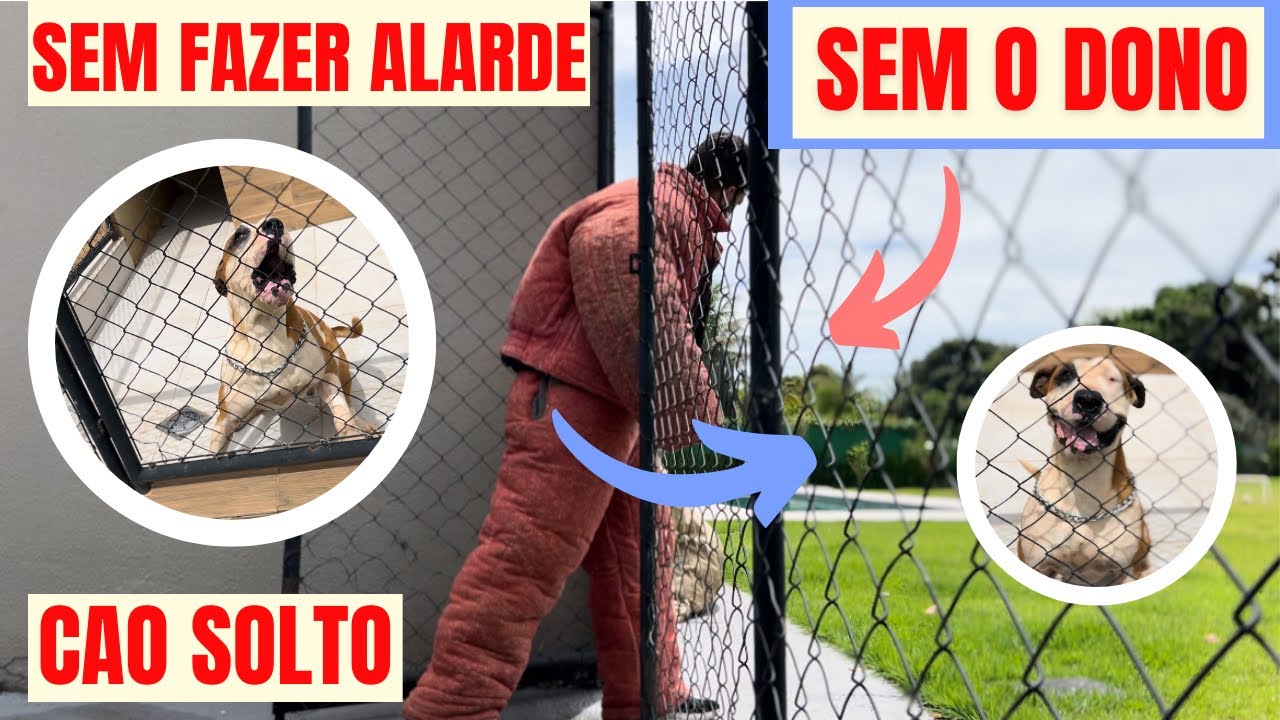 TESTE DE GUARDA: Dogue Brasileiro