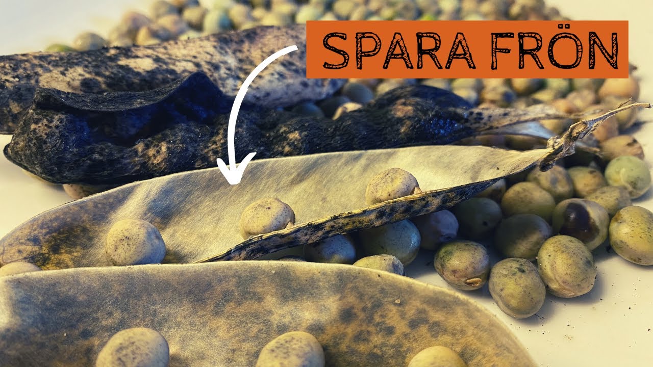 Spara frön från ÄRTOR - Det är enkelt att bli självförsörjande på frön