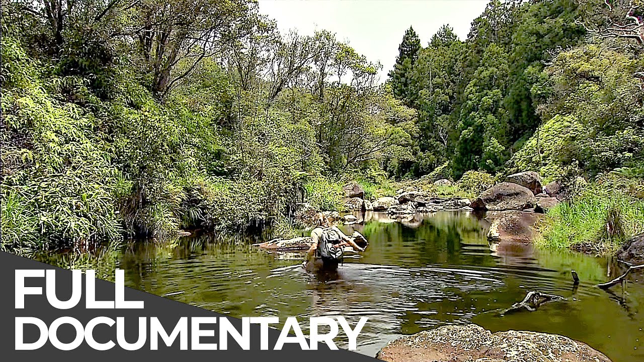 Удивительные приключения: Истории с Гавайев | Где-то на Земле: Гавайи | Бесплатный документальный...